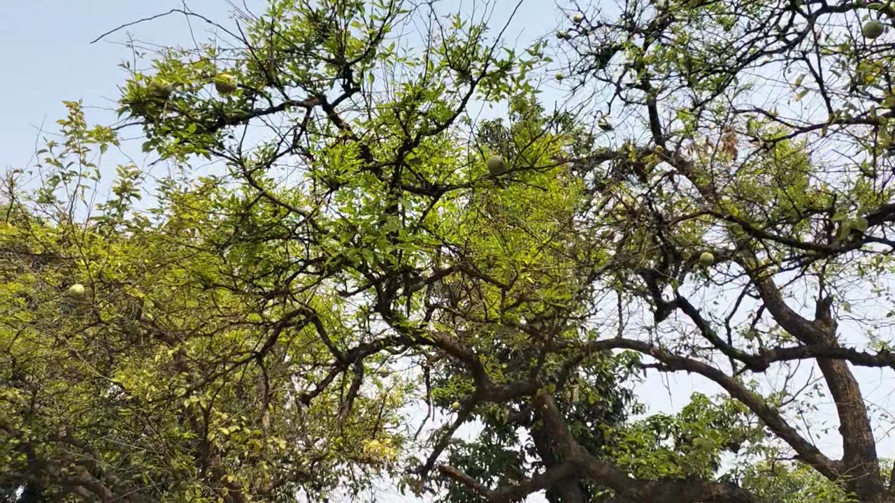 Sardhana church
