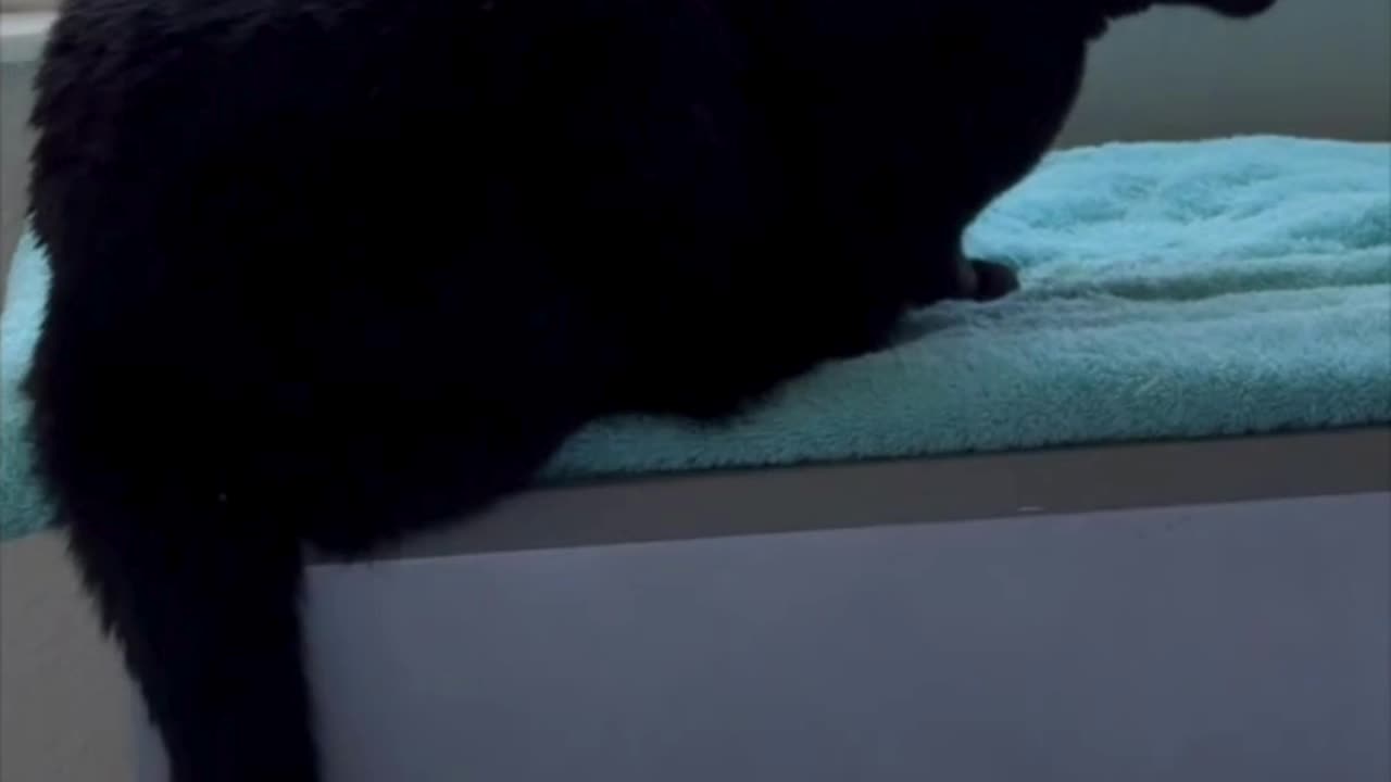 Cute Precious Piper Checks Out Her Freshly Washed Towel - Adopting a Cat from a Shelter Vlog #shorts