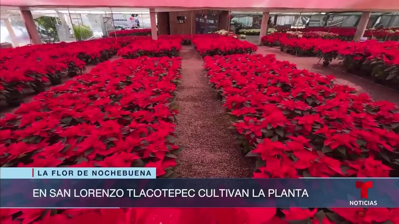 Visitamos una región donde producen 750,000 flores de Nochebuena. Así lo logran | Noticias Telemundo