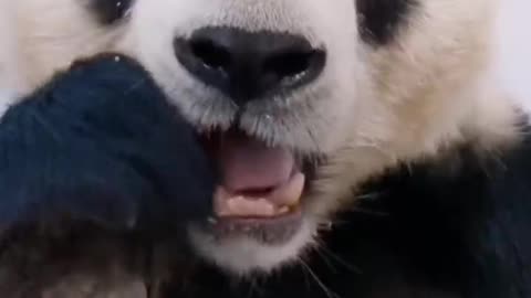 Panda and carrot