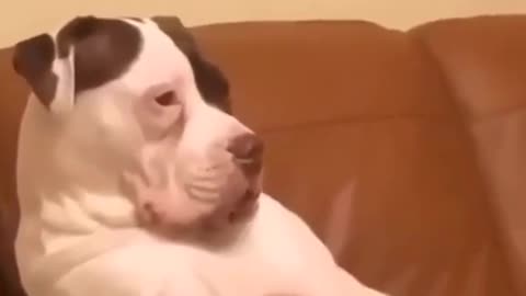 Funny video with dogs 🤣😂🤣