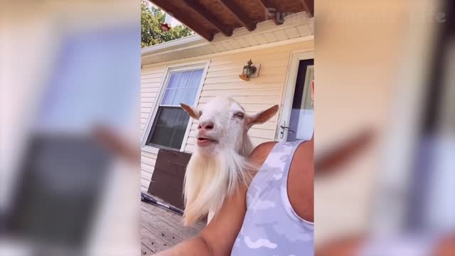 Best Funny Animal Videos Of The 2021 🤣 - Funny Wild And Farm Animals Videos