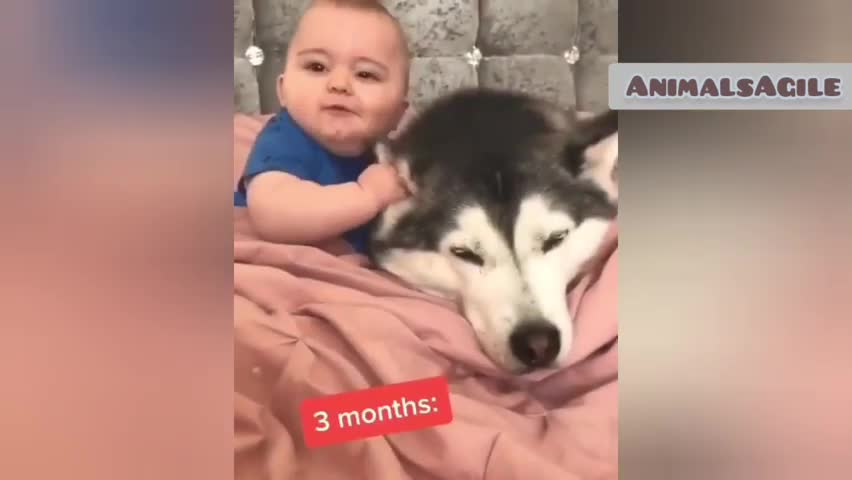 Pet dog and Baby | Day 1 to 2.5 years BOND | CUTENESS - 100%