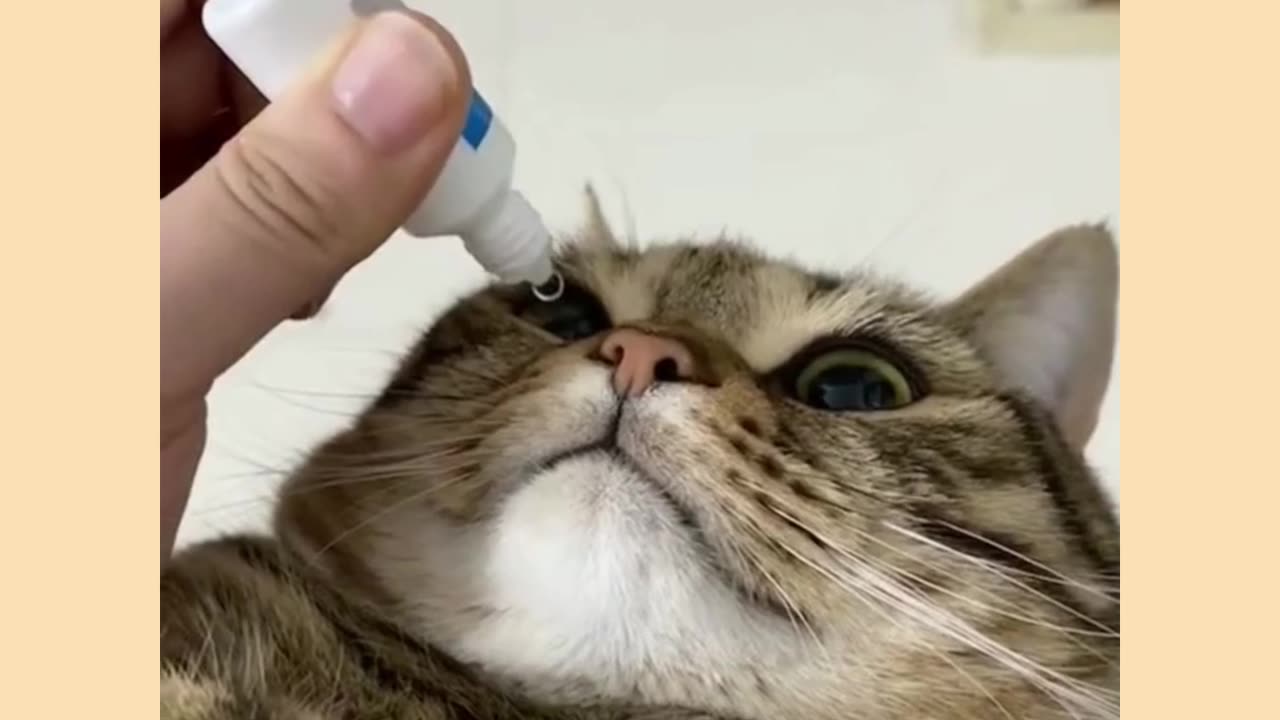 Funny cats video