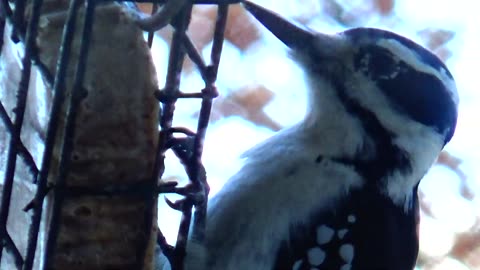 Downy Woodpecker