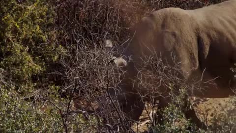 Rhino walking through bushes In Forest
