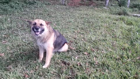 Dog