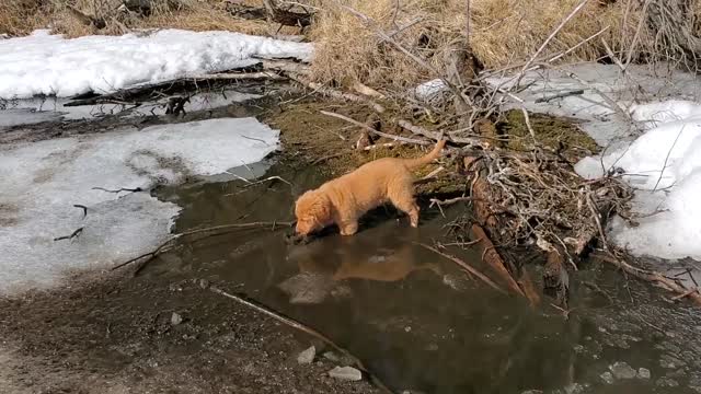 Golden Retrievers Can't Stay Out Of Mud