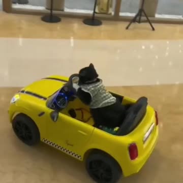 Cats who like to play with toy cars