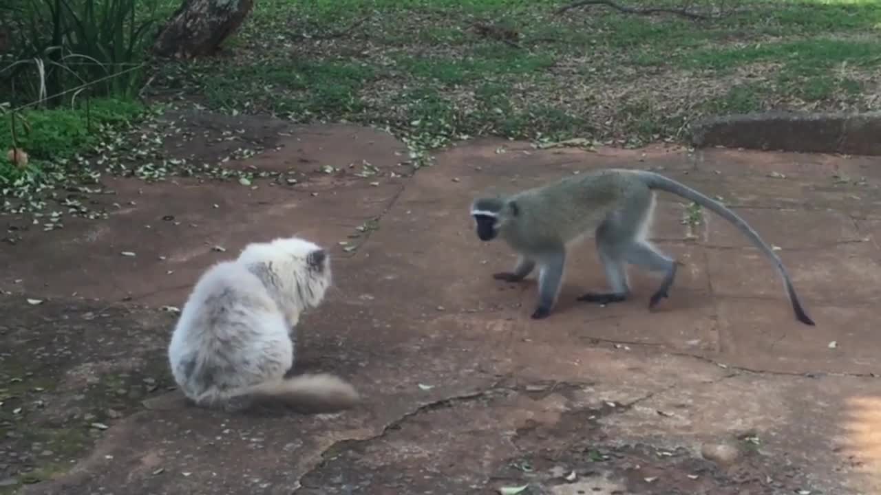 Cat vs Monkey Thug life