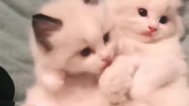 Funny Cats ✪ Cute and Baby Cats Videos Compilation #