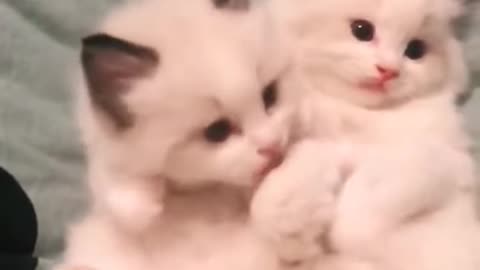 Funny Cats ✪ Cute and Baby Cats Videos Compilation #
