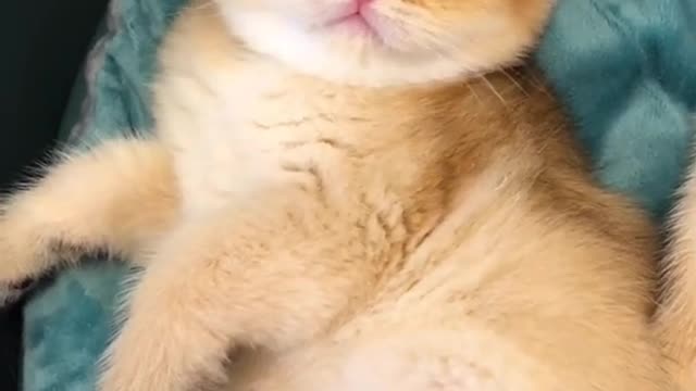 OMG So Cute Cats ♥ Best Funny Cat ❤️🐈Videos 2021 #shorts