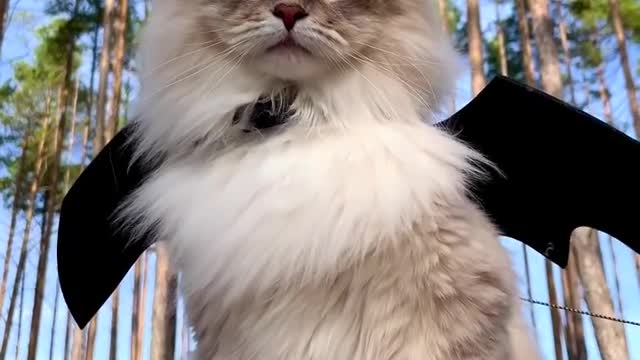 Cut cat in forest