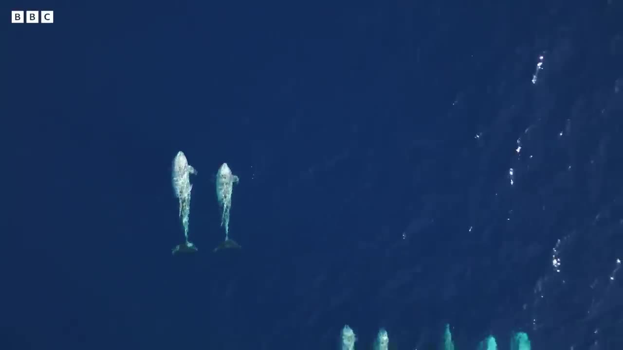 The Biggest Migration on the Planet | Into the Deep | BBC Earth