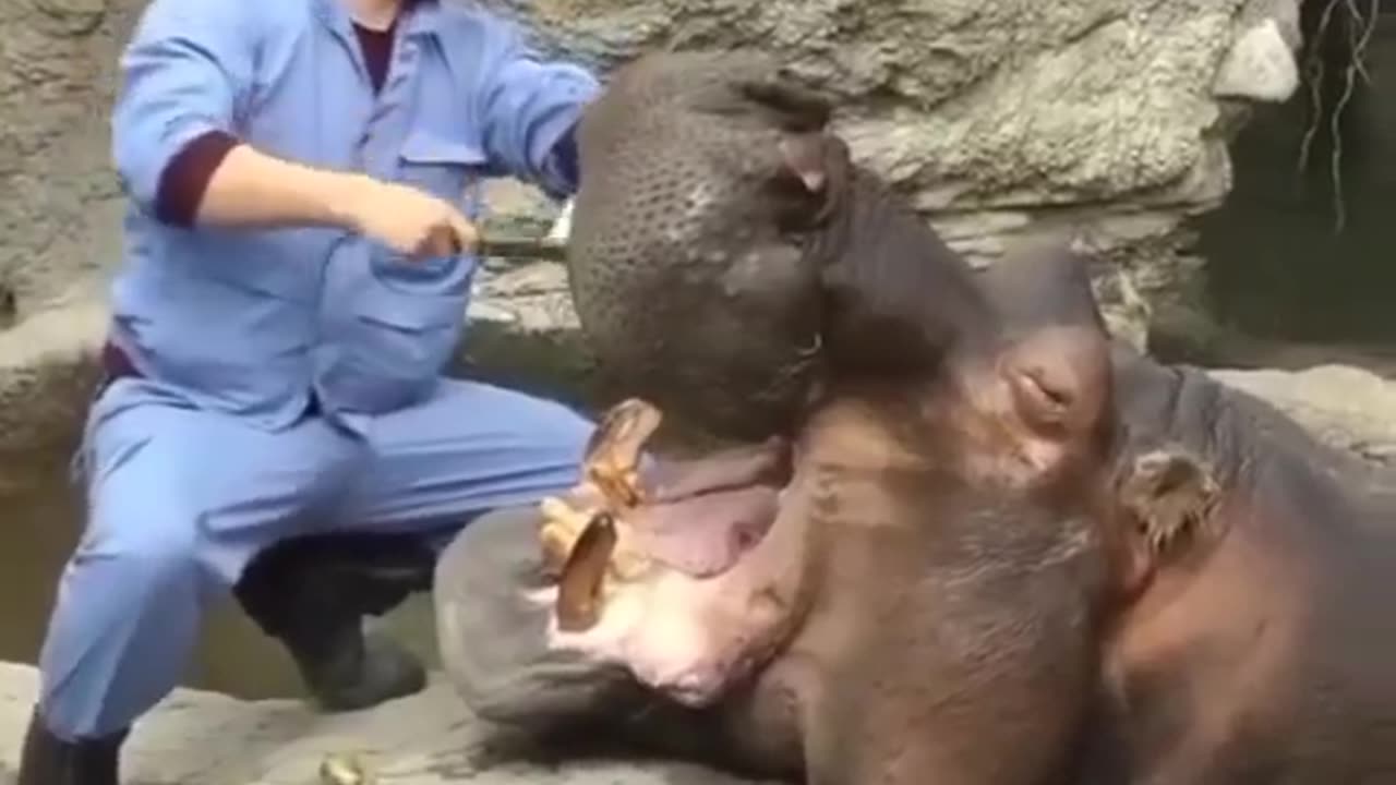 Brushing the hippopotamus