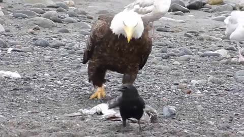 Bald Eagle Walking