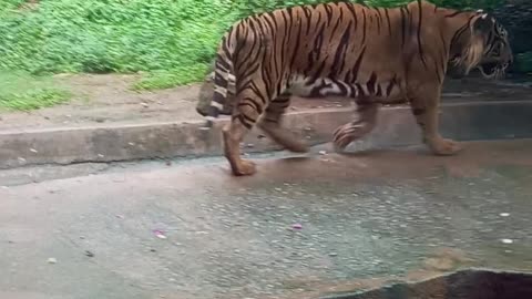 Tiger 🐅 the very hard animal and very dangerous animal