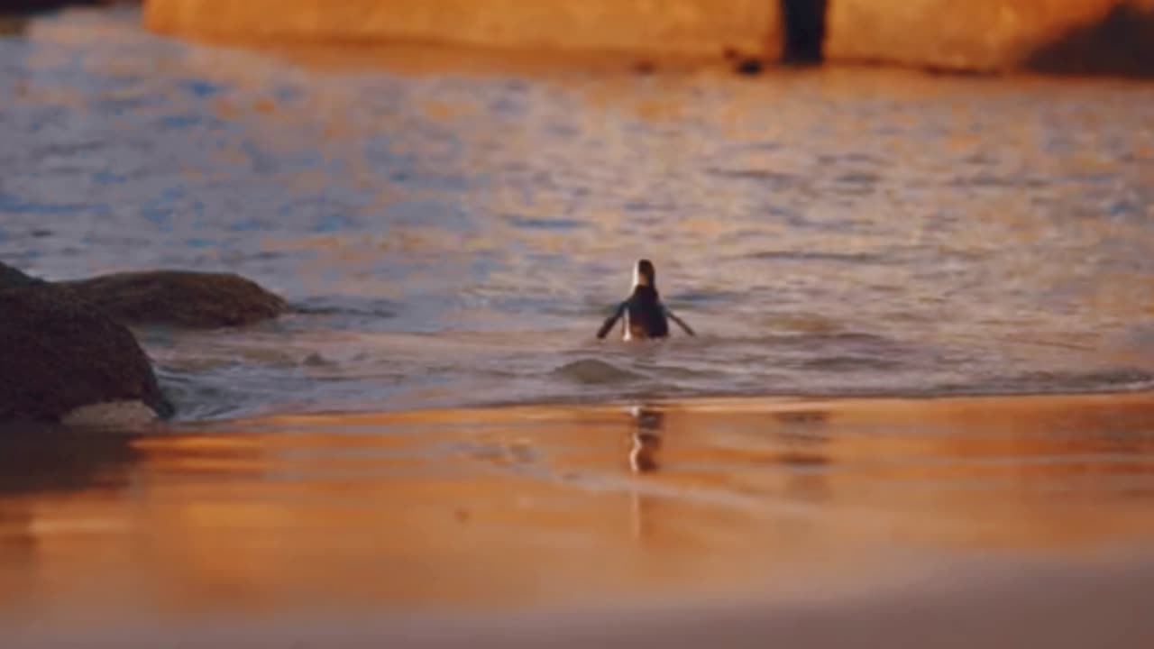 Beautiful animals. penguin playing in the water.