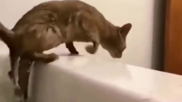 Funny animal video