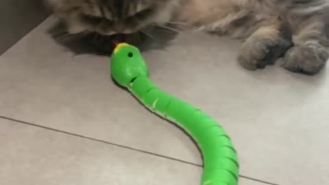 kitten and his snake toy