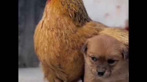 Cute puppy and chicken love caring each other🐶🐔🐥🐣