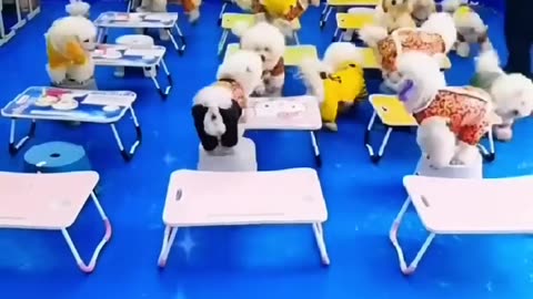 Animal school