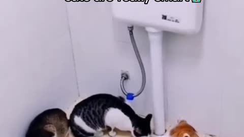 📹 Funniest cats🐱