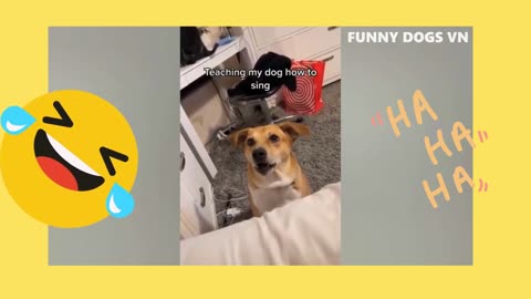 NEW Funny Animal Videos!