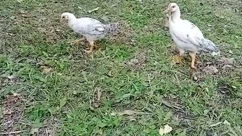 Chicks eating time