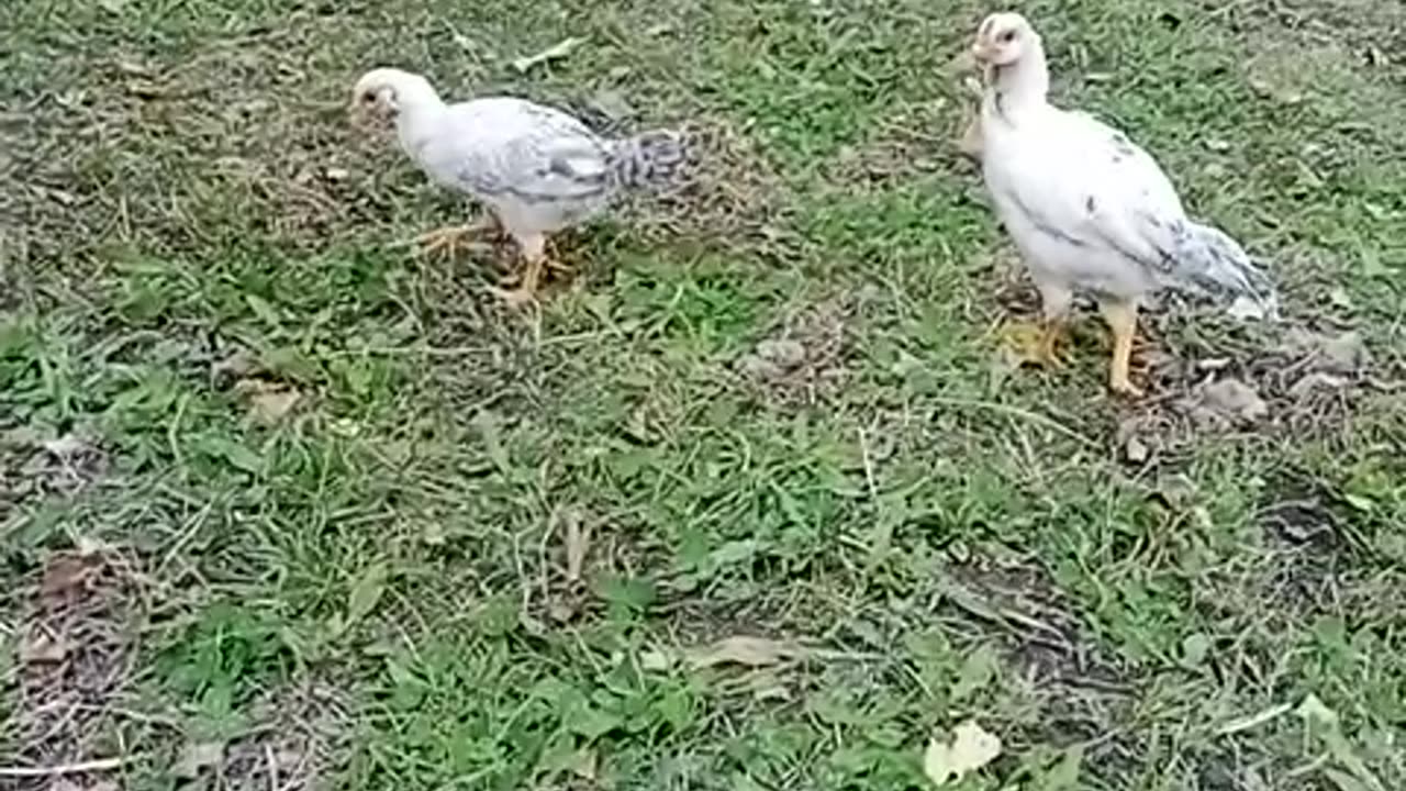 Chicks eating time