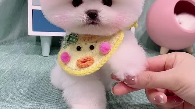 Cute dog melts your heart