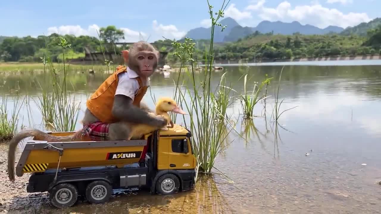 Today the baby monkey took the duck to the river to swim