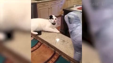 Funniest Dog and Cat