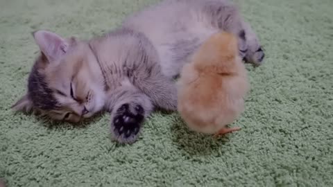 Sleepy kitten VS Chicks who want to play