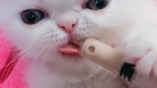 OMG So Cute Cats ♥ Best Funny Cat ❤️🐈Videos 2021 #shorts