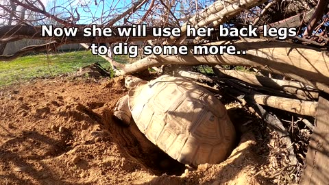 tortoise layinge eggs