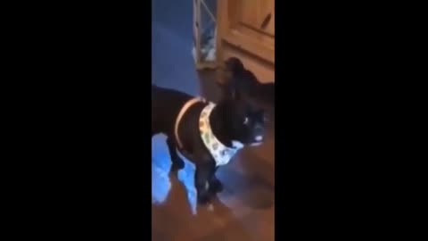 Funniest cat's vedio