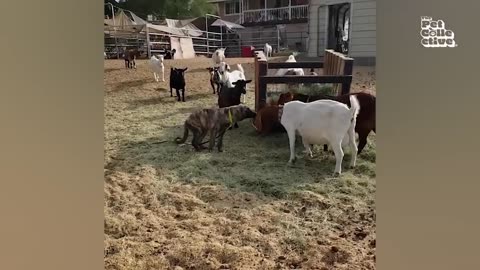 Funniest Farm Animals LOL