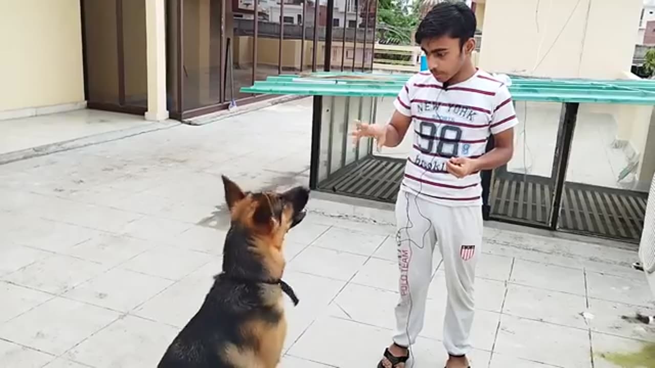 Training dogs