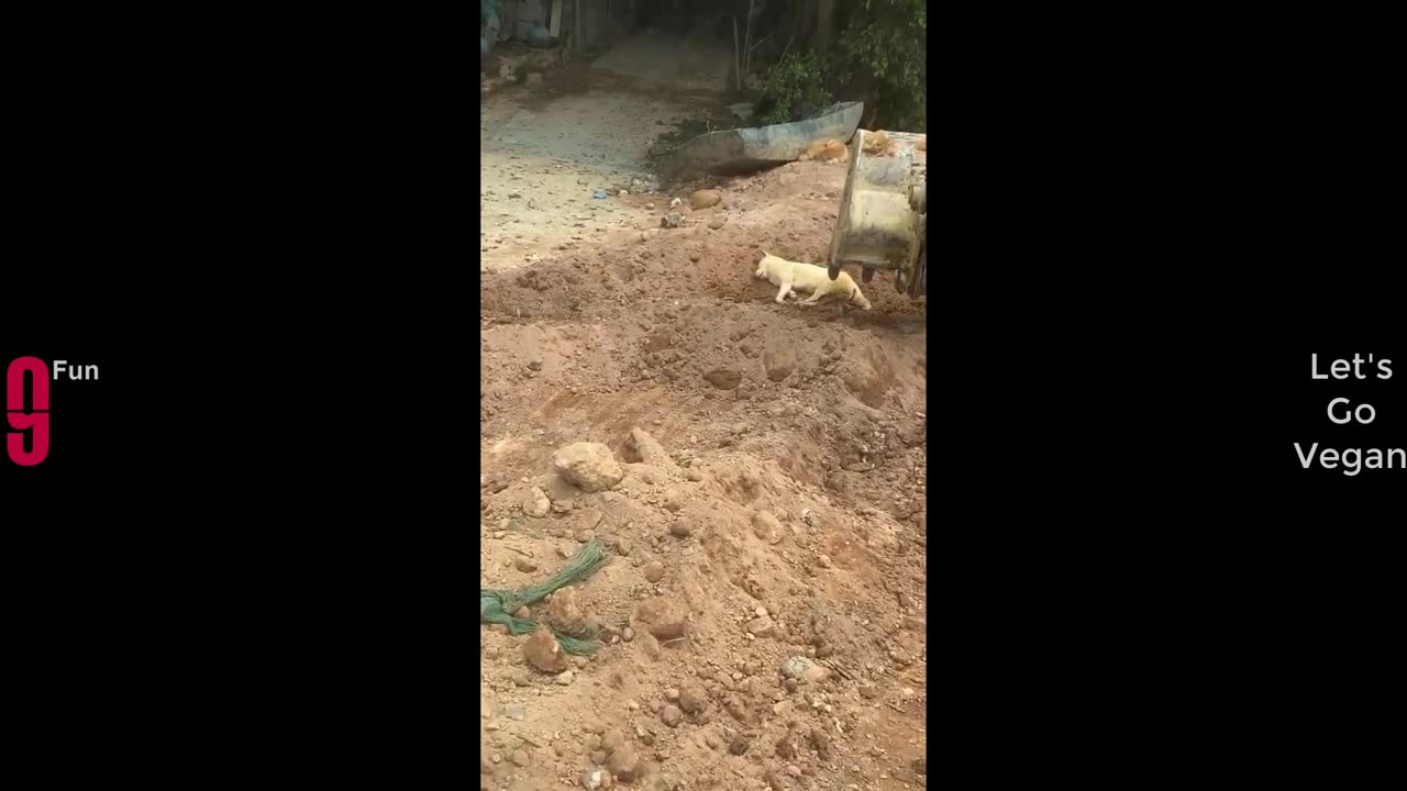 TRY NOT TO LAUGH 😆 Best Funny Videos Compilation 😂😁😆
