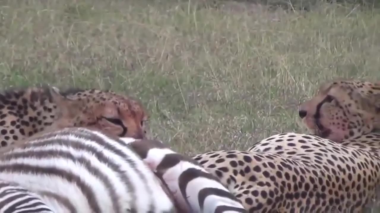 Savage Showdown: Zebra Stallion Defends Against Cheetah Cub Attack! 😱🦓🐆"