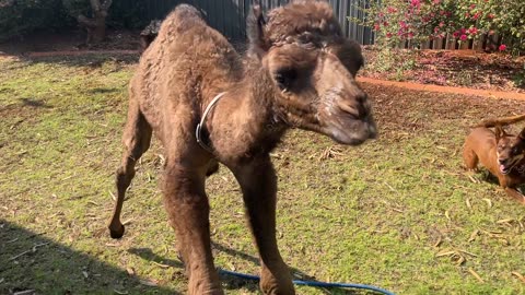 Young Camel Gets the Zoomies