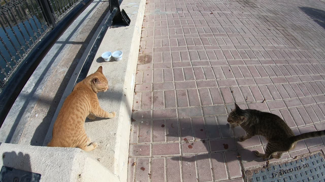 Homeless cats in UAE, Ras Al Khaimah: MICHAEL JACKSON & ED SHEERAN #cats #MichaelJackson #EdSheeran