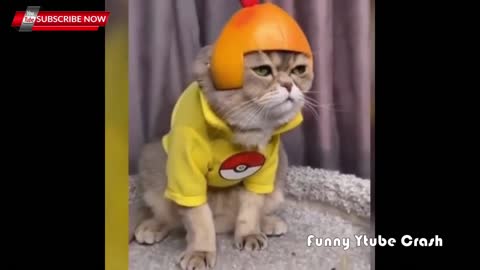 Cute & Funny animals
