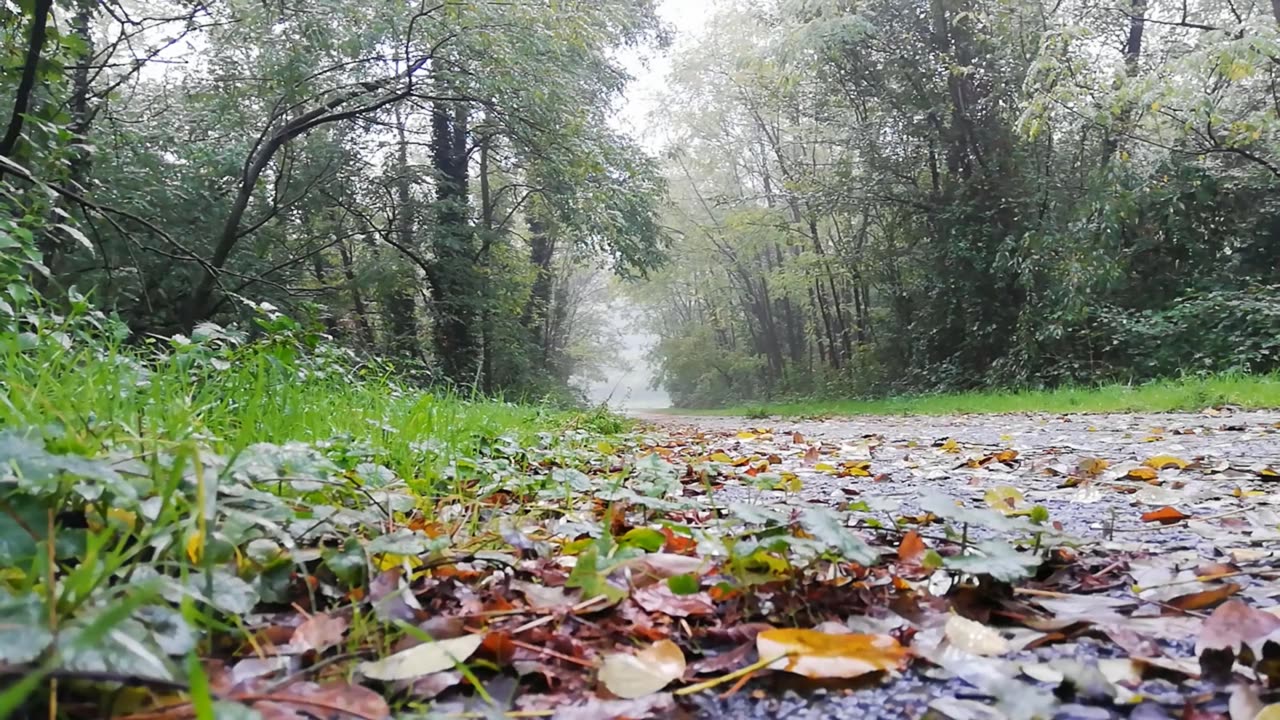 heavy rain and no thunderstorm sounds for sleeping rain sounds forest cabin