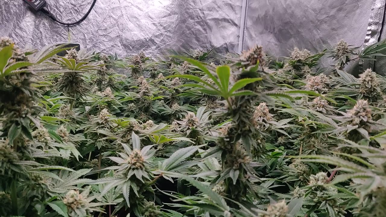 Day 49 from flip Fire OG x Alien Rift, Blackberry x Hammer