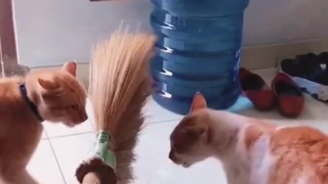 Funny Animals Cat Video #Shorts