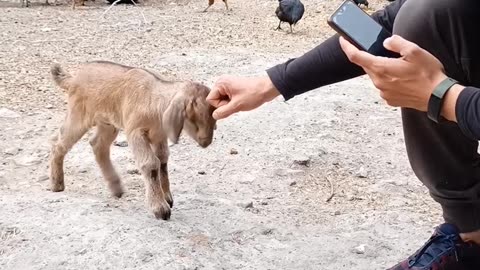 Ready to fight| Animal funny video| short video 😹