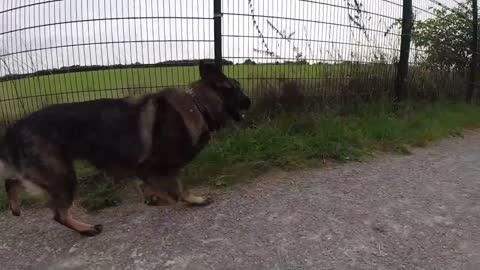 DDR Schäferhund in Zeitlupe beim laufen / Deutscher Schäferhund